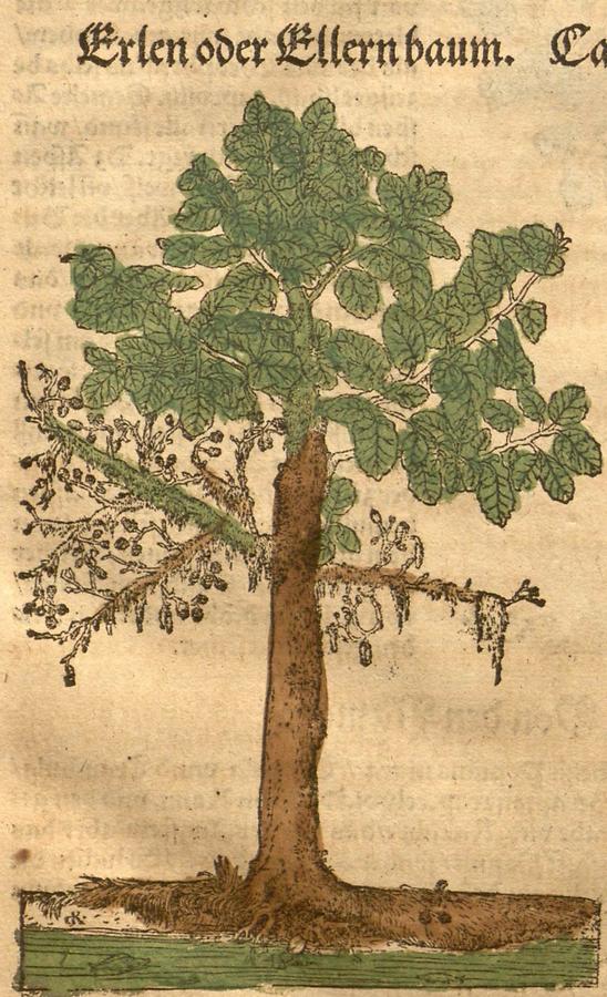 Illustration Erlen oder Ellernbaum