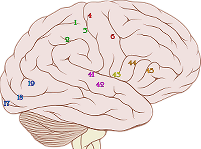 Cortex-Areale im menschlichen Gehirn
