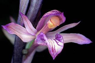 Großaufnahmen Orchidee