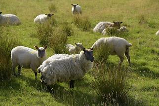 Glenveagh National Park - Sheep (1)