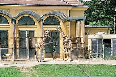 Schönbrunn - Giraffen