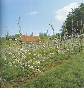 So etwas wie der Obstgarten Österreichs: die Steirische Apfelstraße., © Hilde und Willi Senft