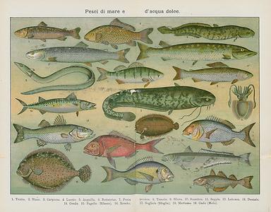 Meeresfische aus der italienischen Ausgabe des Prato-Kochbuchs von 1910