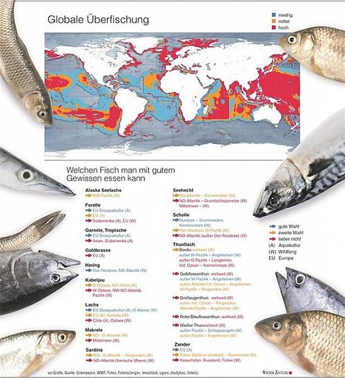 Schema Globale Überfischung