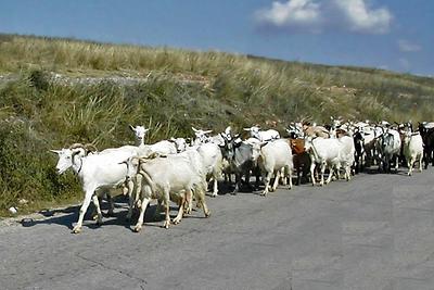 Bulgarische Milchziegen bei Arban assi, ohne Hirt auf dem Heimweg von der Tarnovska planina (Vorberge nördlich des Hohen Balkan).