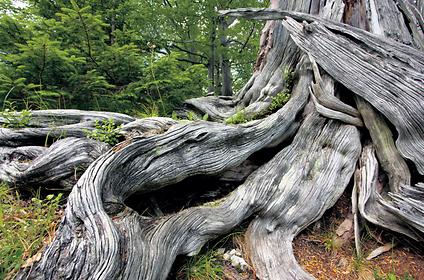 Unberührte Natur Eindrücke aus dem Wildnisgebiet Dürrenstein: die „tausendjährige“ Eibe als Symbol für Widerstandskraft
