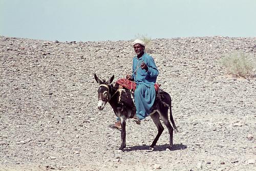 Belutsche auf Esel - fast ein biblisches Motiv