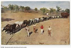 Australischer Ochsenkarren zum Transport von Wolle (Quelle: South Australian State Library, Public Domain)... So sahen dann im 20. Jahrhundert auch die australischen 'Roadtrains' aus.