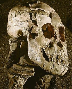 Knochen eines Australopithecus-afarensis-Mädchens
