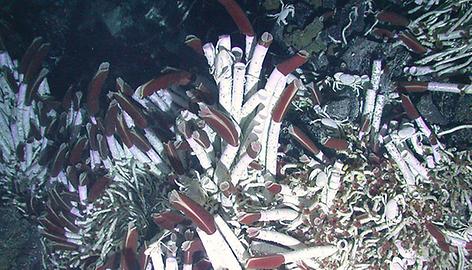 Lebende Röhrenwürmer an Hydrothermalquellen vier Jahre nach einem Vulkanausbruch