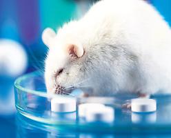 Laborratte: Forschung an Tieren