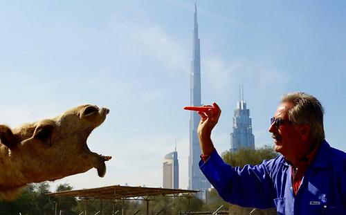 Zählt zu den weltweit führenden Kamelforschern: der in Dubai tätige deutsche Tierarzt Ulrich Wernery.