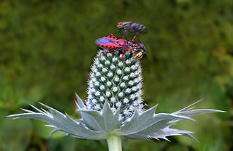 Blüte mit Insekten