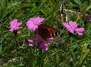 Alpen-Nelke mit Schmetterling