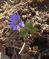 Anemona blanda blau