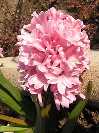Hyacinth rosa