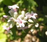 Lavandula_angustifolia rosea