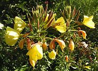 Oenothera