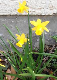 Narcissus_cyclamineus_Tete-a-Tete.jpg