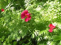 Paeonia_tenuifolia