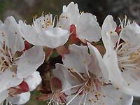 Prunus_amygdalus