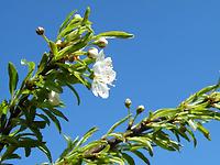 Prunus_angustifolia