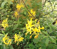 Rhododendron_luteum