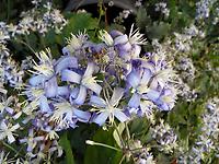 Clematis_heracleifolia