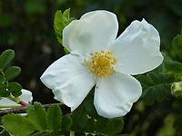 Rosa_omeiensis
