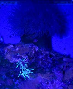 Abb. 1: Zwei erwachsene Individuen der Asselspinne P. litorale neben einer Seeanemone (ihrer Beute). Bei Beleuchtung mit einer UV-Lichtquelle fluoreszieren die Tiere hellblau.