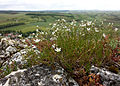 Blick von der Klippe, im Vordergrund die in Österreich gefährdete Borsten-Miere (Minuartia setacea).