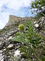 Felssteppe mit dem in Österreich stark gefährdeten Steppen-Spitzkiel (Oxytropis pilosa). Im Hintergrund eine Mauer der Burgruine.