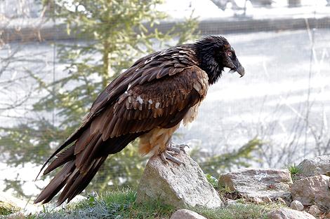 Bartgeier im Alpenzoo