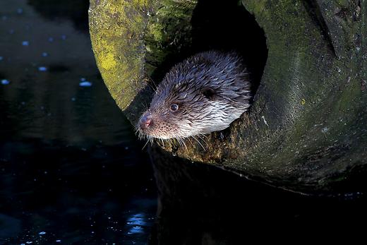 Fischotter im Alpenzoo, Foto: Waldbär der VI.