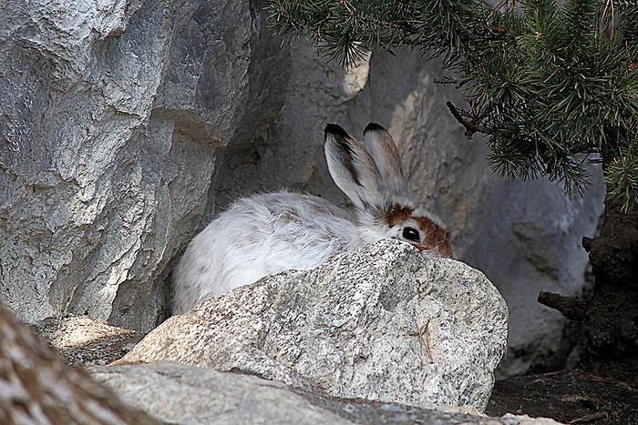 Schneehase im Alpenzoo