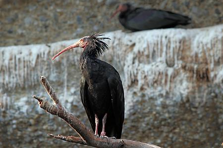 Waldrapp im Alpenzoo