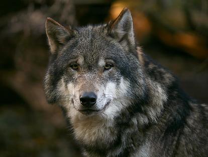 Wolf im Alpenzoo