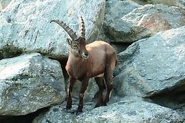 Steinbock im Alpenzoo Innsbruck