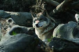 Wolf im Alpenzoo Innsbruck