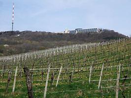 Kahlenberg mit Weingärten, Sender, Kirche und Privatuniversität