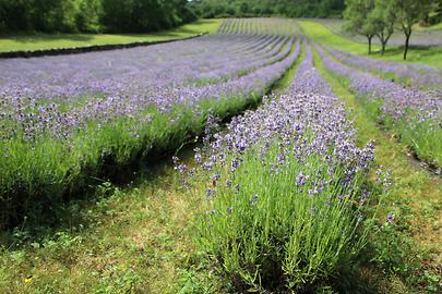 Echter Lavendel