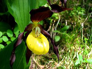 Frauenschuh eine wildwachsende Orchideenart