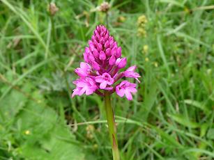 Pyramidenorchis, eine wildwachsende Orchidee