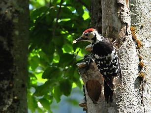 Der Weißrückenspecht ist der seltenste Specht Österreichs und die bedeutendste Vogelart des Nationalpark Kalkalpen. Wegen der strikten Bindung an starkes Totholz beschränkt sich sein Vorkommen auf naturnahe Wälder.