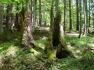 Totholz ist alles andere als tot! Es ist Lebensraum und Nahrungsgrundlage für eine Vielzahl an Lebewesen im Wald