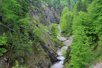 Das frische Frühlingsgrün steigt die Schluchthänge im Siezenbach empor.