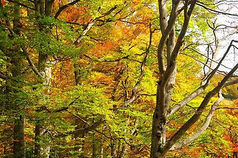 Herbstzauber im Buchenwald