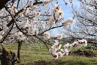 Wachauer Marillenblüten
