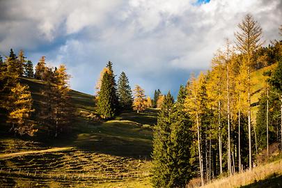 Teichalm Waldblick