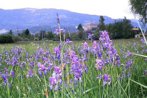 Iris vor Schloss Trautenfel